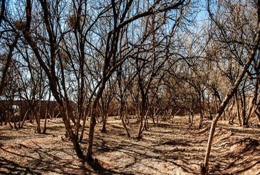 حفظ 100درصدی باغات با تامین اعتبار مقابله با خشکسالی 