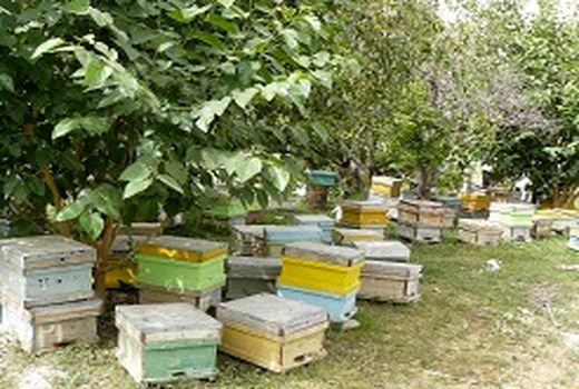 اجرای طرح آمارگیری از کلنی‌های زنبور عسل