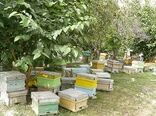 اجرای طرح آمارگیری از کلنی‌های زنبور عسل