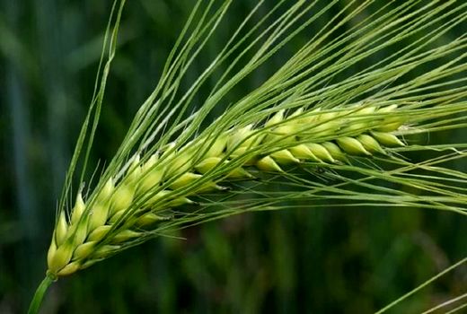برداشت قصیل جو مسیری برای افزایش کیفیت علوفه و کاهش مصرف آب در کشاورزی