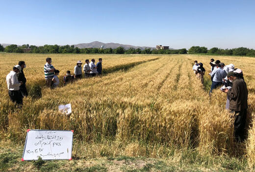 اجرای روز مزرعه «PVS» ارقام مشارکتی گندم در شهرستان بناب