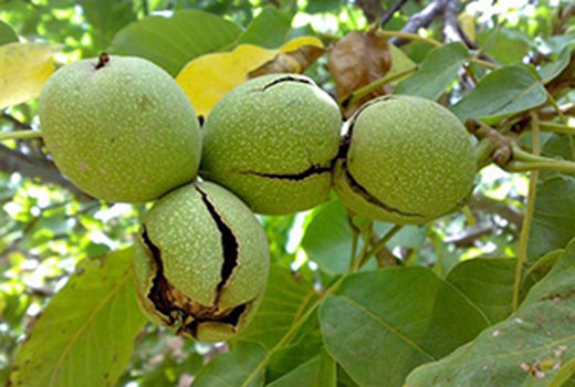 آغاز برداشت گردو در باغات اصفهان/پیوند گردوی «سوزنی» با «چندلر»