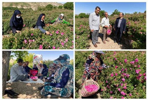برداشت 2278 تن گل محمدی از باغات اسکو