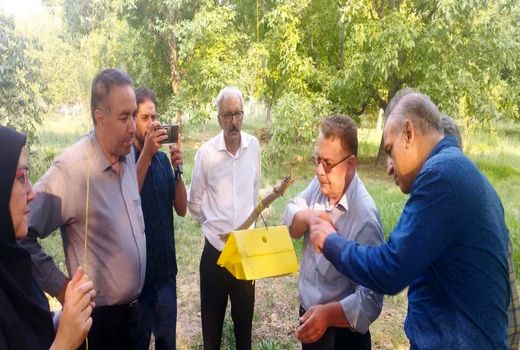 کاهش جمعیت آفت کرم خراط در باغات گردوی آذربایجان شرقی  با اجرای مدیریت تلفیقی