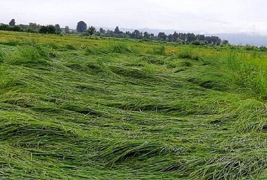 خسارت 640 میلیارد ریالی به محصولات کشاورزی بیضا