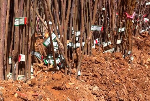 ممنوعیت فروش نهال‌های به و گلابی به کشاورزان