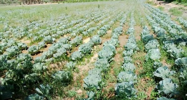 کشت ۵۰۰ هکتاری سبزی و صیفیجات در جهرم