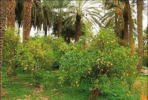 توجه جدی به عدم استفاده از آفت کش شیمیایی کنفیدور برای درختان مرکبات