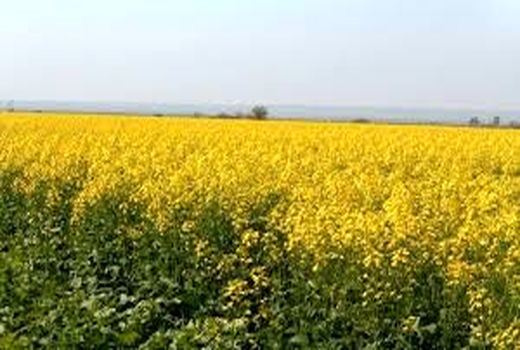 چرخش چرخ کمباین ها در مزارع کلزای خوزستان 