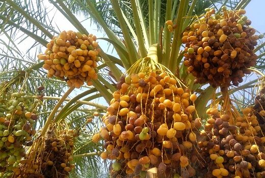 برداشت خارک و رطب از نخلستان های گراش  