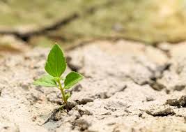  سیاست ها و برنامه های مدیریت حاصلخیزی خاک و تغذیه گیاه تبیین شد