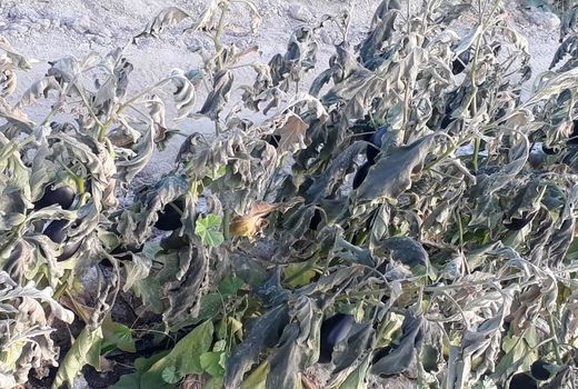 خسارت۹۷۲ میلیارد ریالی سرمازدگی به محصولات کشاورزی لارستان 