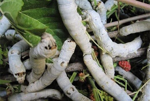 توزیع 4000 اصله نهال توت در راستای توسعه نوغانداری
