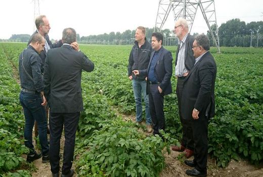 بخش خصوصی ایران به دنبال انتقال دانش کشت سیب زمینی از هلند