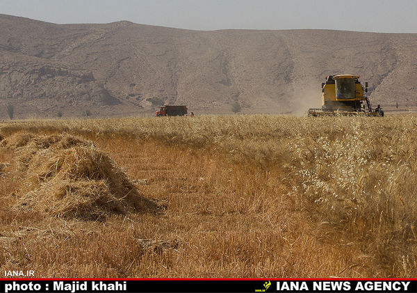 پیش بینی برداشت ۷۵۰ هزار تن گندم از مزارع همدان