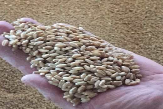 توزیع 680 تن بذر گواهی شده گندم در شیراز