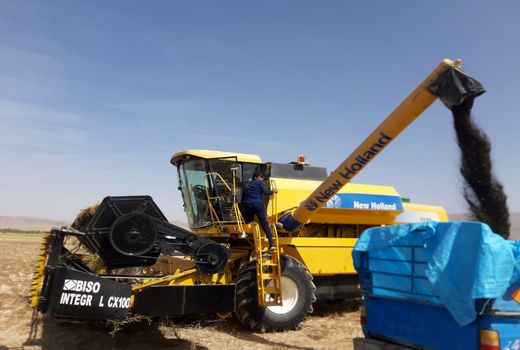 آغاز برداشت کلزا در زرین دشت