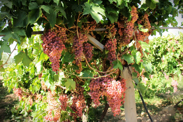 انقلاب در باغات انگور چهارمحال و بختیاری/ طرح احیا با ارقام جدید