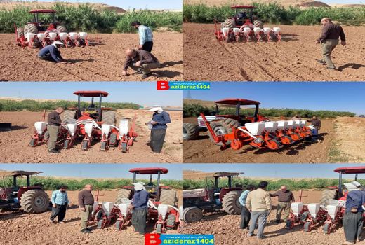 آغاز کشت بذر چغندرقند پاییزه در سطح مزارع شهرستان سرپلذهاب