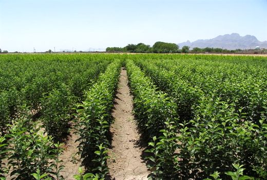 مشارکت بخش خصوصی در سرمایه‌گذاری احداث باغ مادری