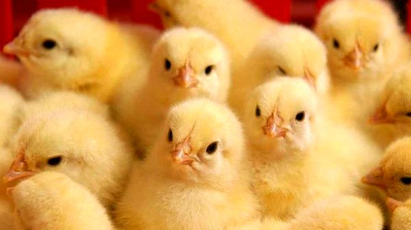  جوجه ریزی یک میلیون قطعه ای در مرغداری های چهارمحال و بختیاری