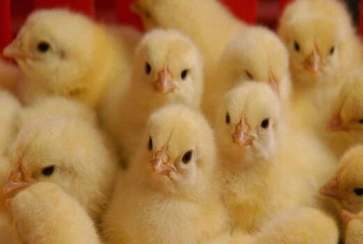 جوجه ریزی یک میلیون قطعه ای در مرغداری های چهارمحال و بختیاری