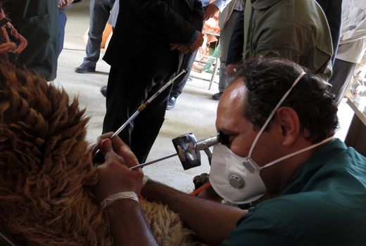 عملیات اجرایی طرح اصلاح نژاد دام سبک در شیروان آغاز شد 