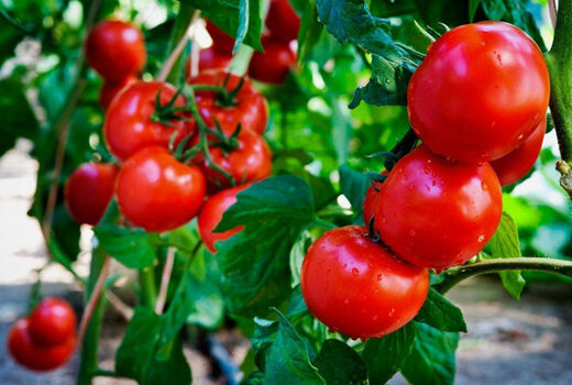 سطح زیر کشت محصولات گلخانه ای در شهرستان شهرکرد روبه افزایش است 