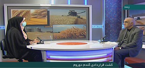 
کشت قراردادی گندم دوروم
