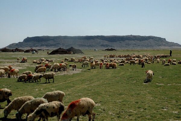3200 تن جوی دامی در میان عشایر سیستان و بلوچستان توزیع شد