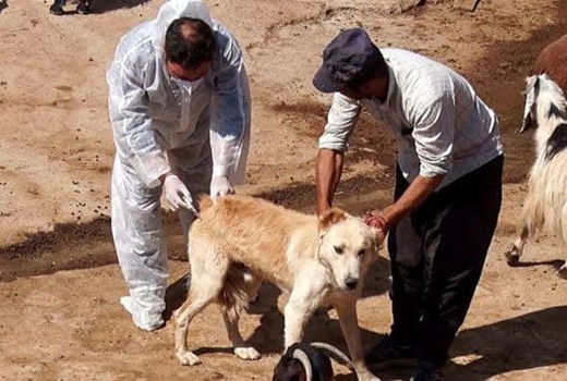 کاهش 59 درصدی کانون‌های بیماری هاری در استان آذربایجان شرقی