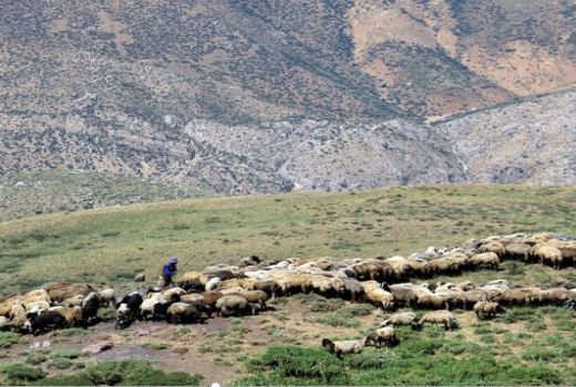 کرونا، کوچ بهاره عشایر خراسان شمالی را به تاخیر انداخت