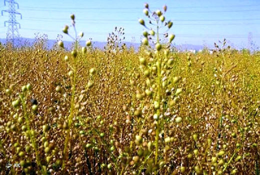 کشت 2 هکتار محصول کاملینا در شهرستان عجب شیر