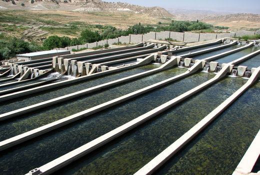 احتمال آفتاب سوختگی ماهی‌ها