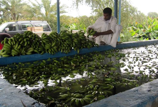 سطح زیرکشت باغات موزسیستان وبلوچستان 500 هکتارافزایش یافت
