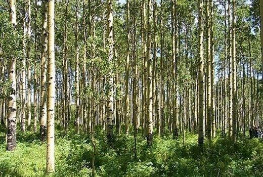 تشویق مردم به زراعت چوب راهی برای نجات جنگل