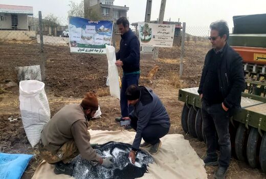 اجرای طرح پایداری تولید در دیمزارهای بخش کندوان شهرستان میانه با کشت انتظاری سیاهدانه