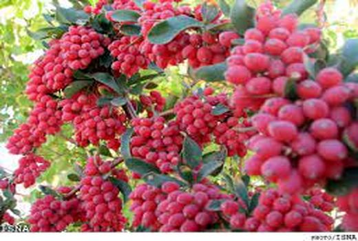 برداشت  بالغ  بر 166 تن زرشک  در استان کرمان  درسال جاری