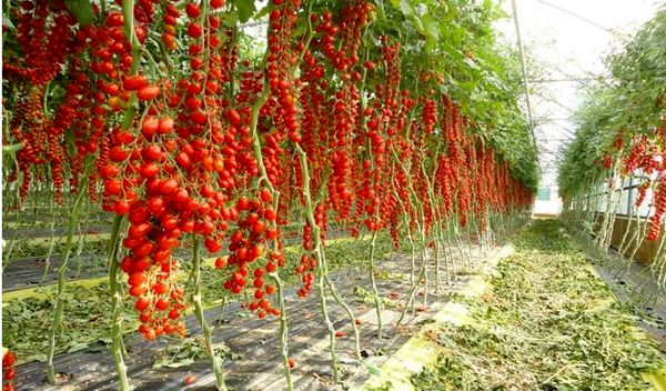 صدور ۵۴ مجوز بی‌نام سرمایه‌گذاری در حوزه کشاورزی خراسان شمالی