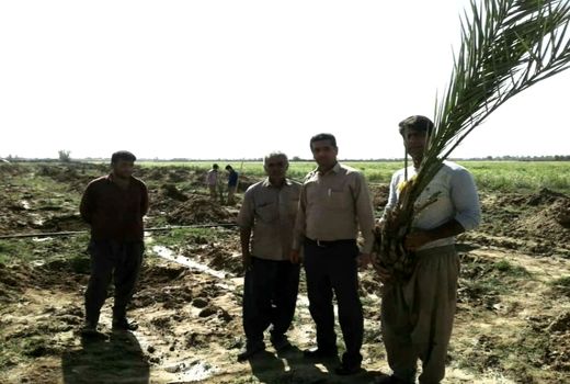 توسعه نخیلات در فسا