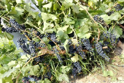 شروع برداشت انگور از تاکستان های نی‌ریز