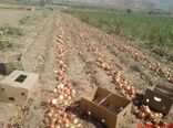  ۱۸ هزار تن پیاز از اراضی کشاورزی استان یزد برداشت شد