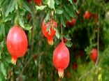 برداشت یاقوت های بهشتی از باغ های شهرضا