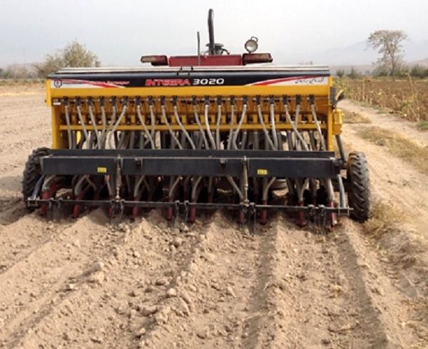 کف کاری گندم راهکاری برای کاهش اثرات شوری خاک