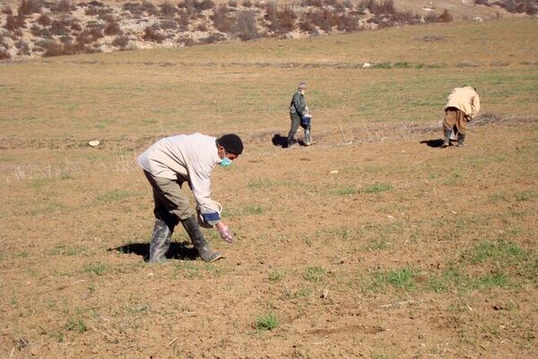 کشاورزان با روش های علمی صحیح به مبارزه با آفات مزارع بپردازند