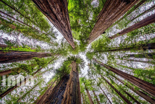 جنگل‌های کالیفرنیای شمالی