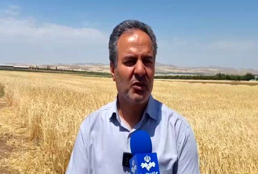 معرفی 50 رقم گندم دیم توسط مرکز تحقیقات دیم کشور