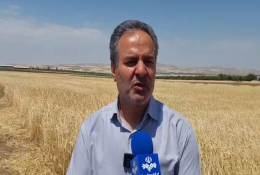 معرفی 50 رقم گندم دیم توسط مرکز تحقیقات دیم کشور