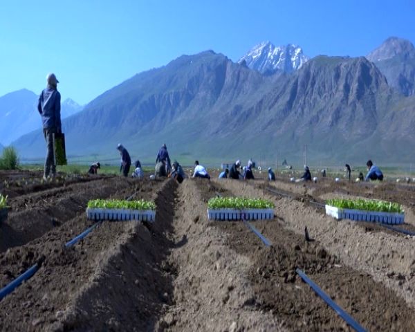 آغاز کشت سبزیجات برگی در فریدن