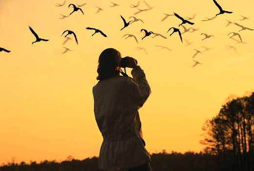 کسب درآمد میلیاردی از شکار پرندگان با دوربین